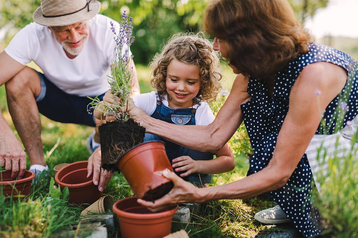 Child and two adults planting a lavender plant in backyard garden